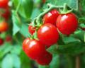 Tomatensaft 0,33 l